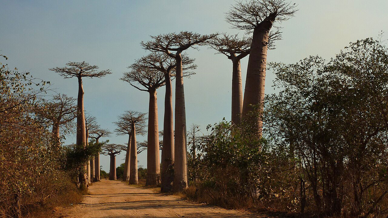 Madagascar 마다가스카르