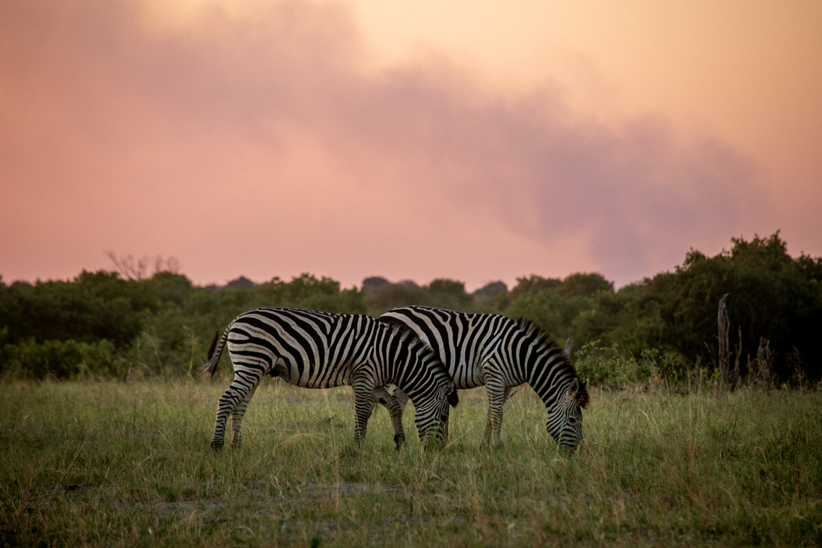 2026 보츠와나 델타 사파리 – 8일 여정