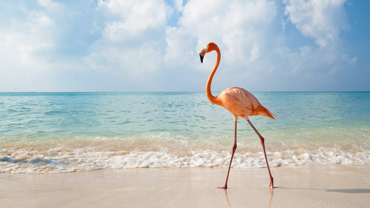 7일간 떠나는 갈라파고스 2섬 아일랜드 호핑 여행