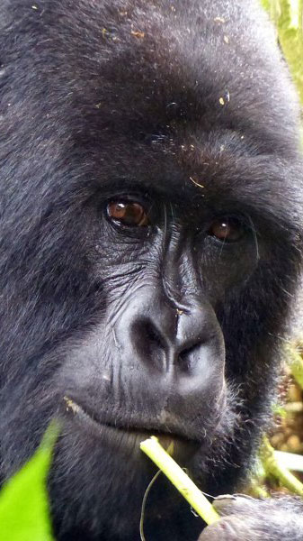 Rwanda 르완다