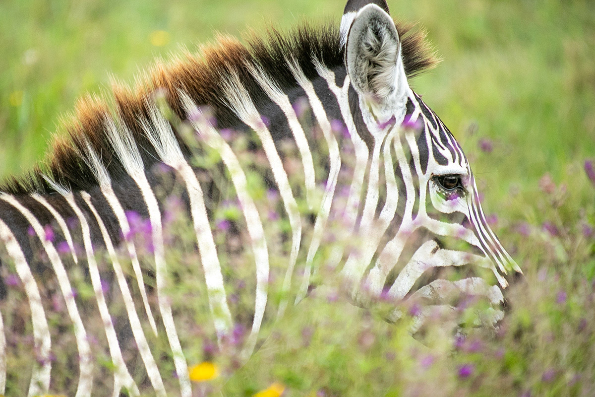 2026 탄자니아 골든 사파리 7일