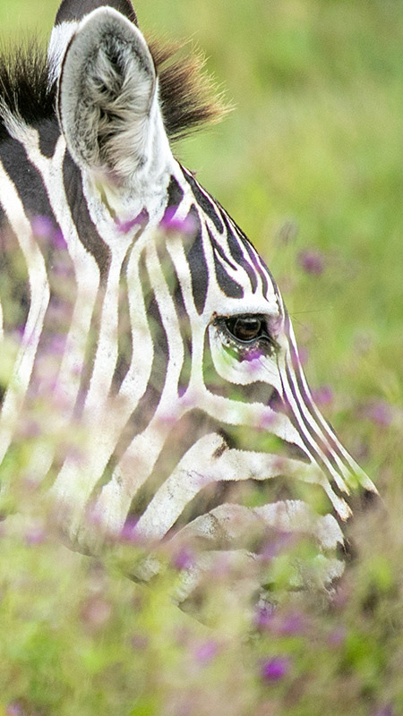 2026 탄자니아 골든 사파리 7일