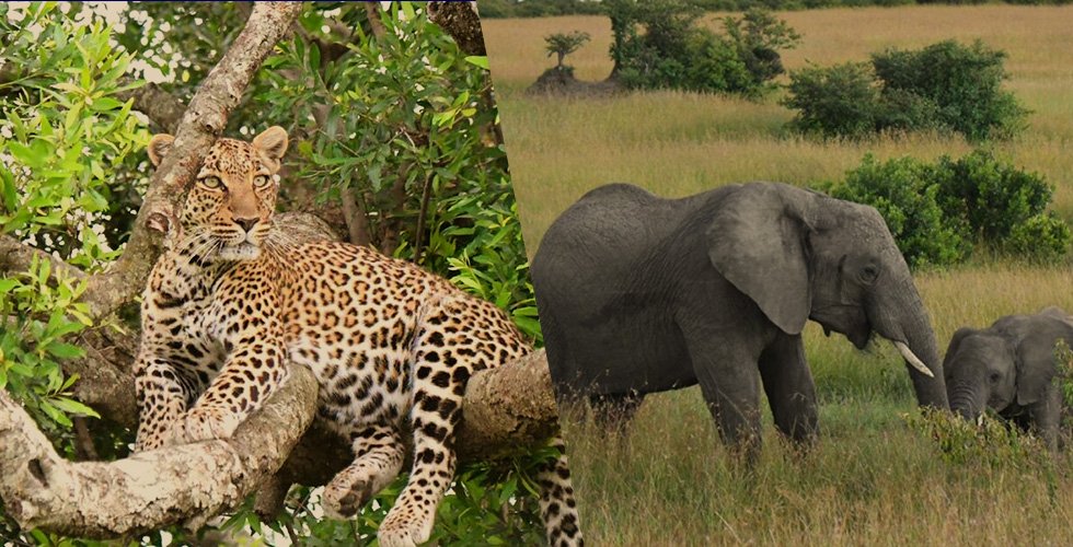 Private: Kenya & Tanzania: 11-Day Two-Country Adventure