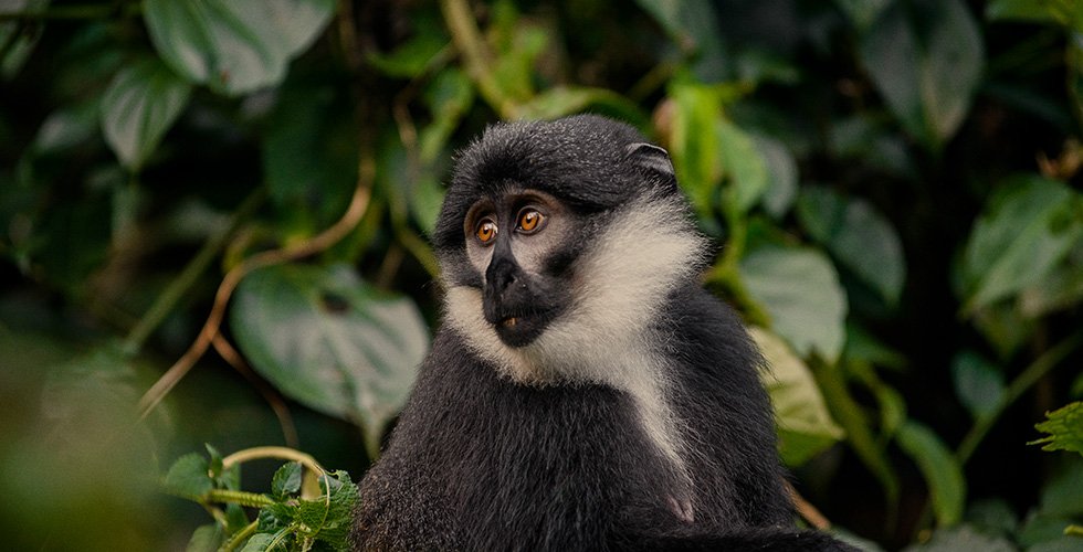 Private: Kenya & Uganda: 8-Day Gorilla Encounter & Two-Country Adventure
