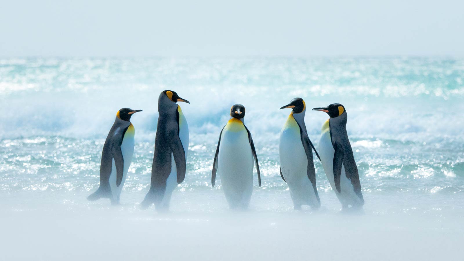 Falkland Islands 포크랜드 제도