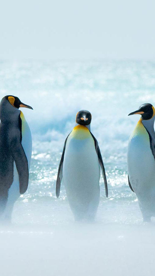 Falkland Islands 포크랜드 제도