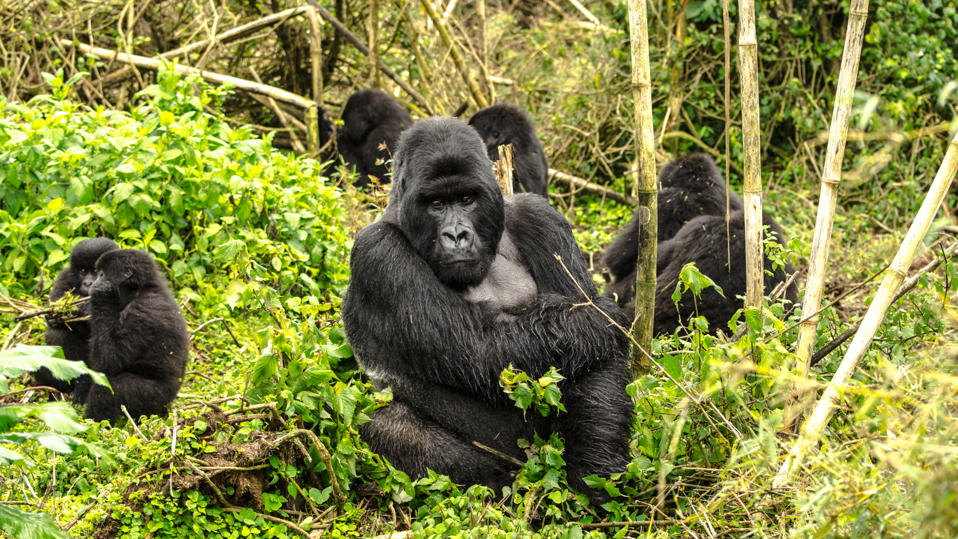 2026 우간다 고릴라 탐험 4일간