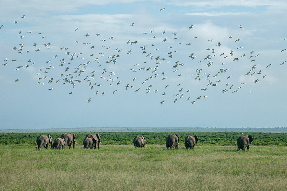 2026 케냐 사파리 어드벤처 – 10일간의 여행