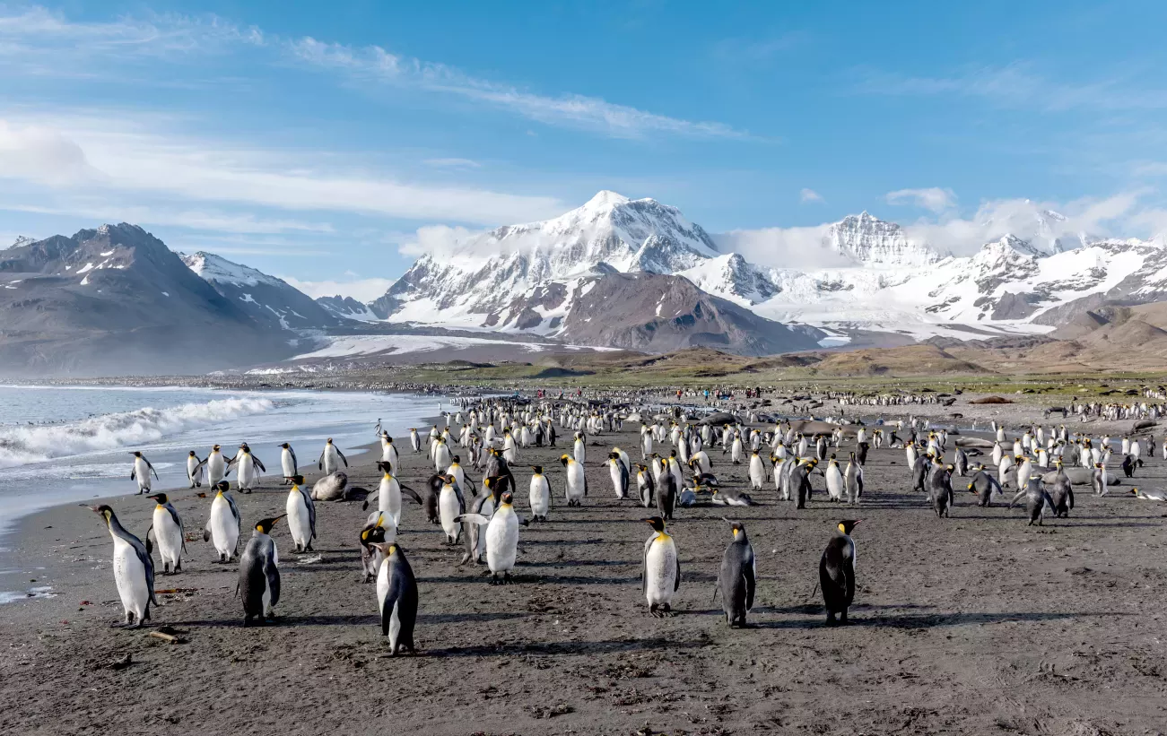South Georgia Island 남조지아섬