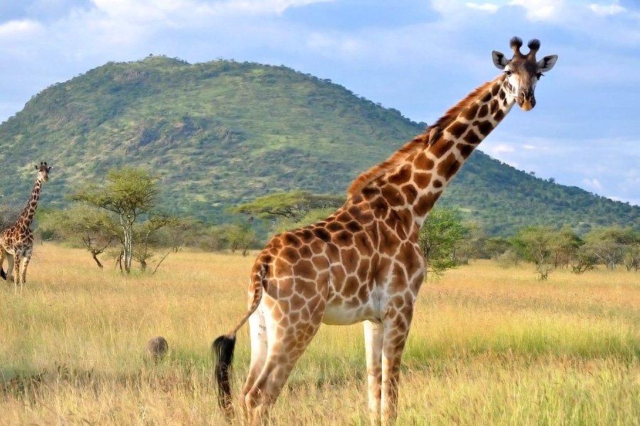 2026 케냐 시그니처 사파리 여정 – 10일